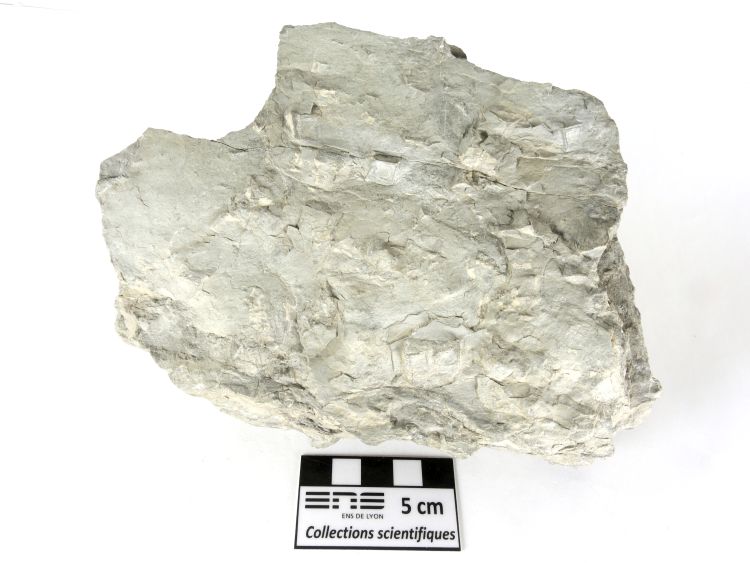 Pseudomorphoses de cristaux d’halite dans une pélite Argilite à empreintes de trémies de sel Boulonnais   